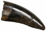 Serrated Tyrannosaur Tooth - Judith River Formation #381203-1